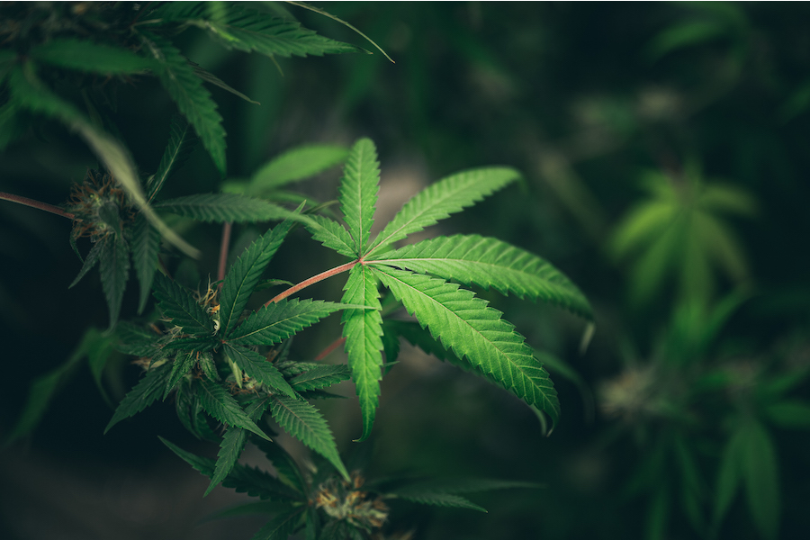 La Corte declara inconstitucional la prohibición al uso lúdico y recreativo del autoconsumo de marihuana.